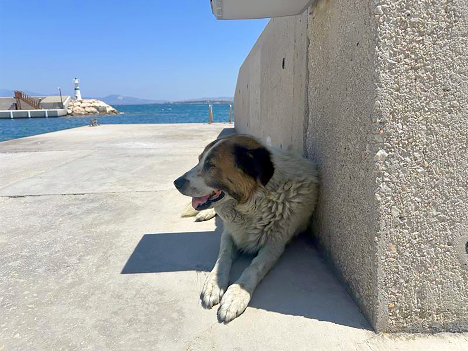 Senior friend, veteran sailor "Şaş"