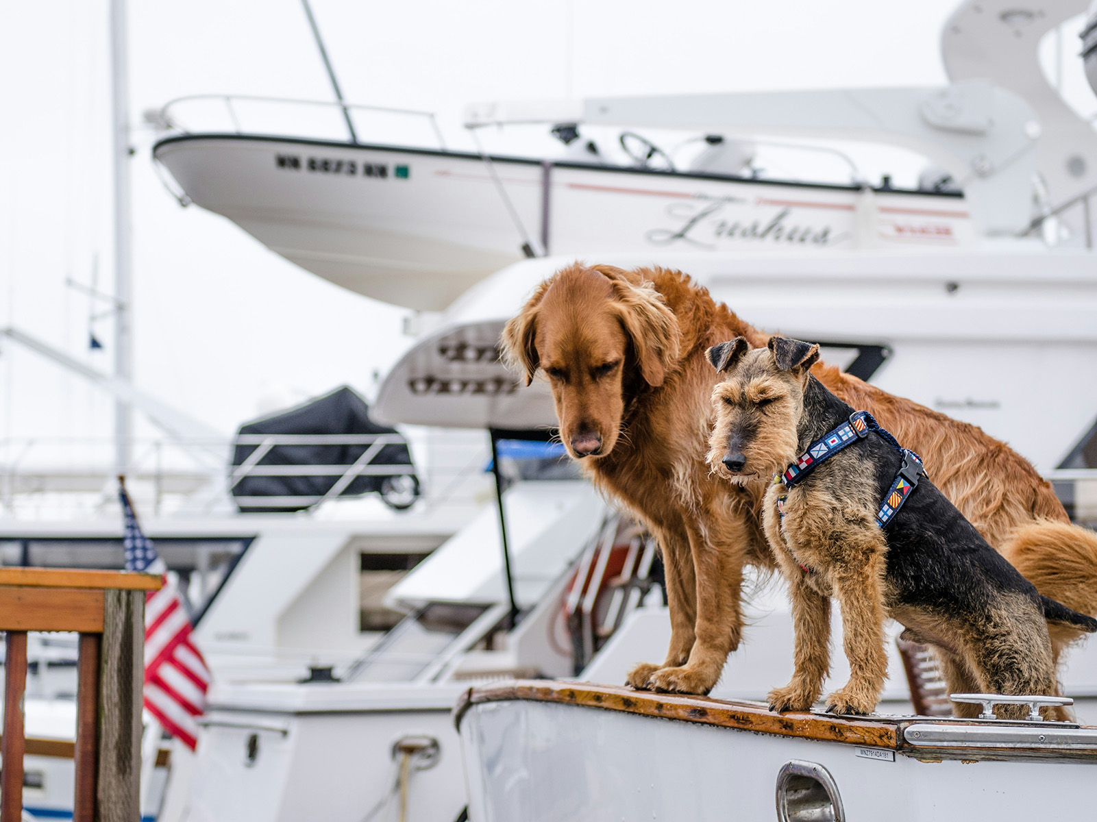 The sailors' favorite: Water dogs