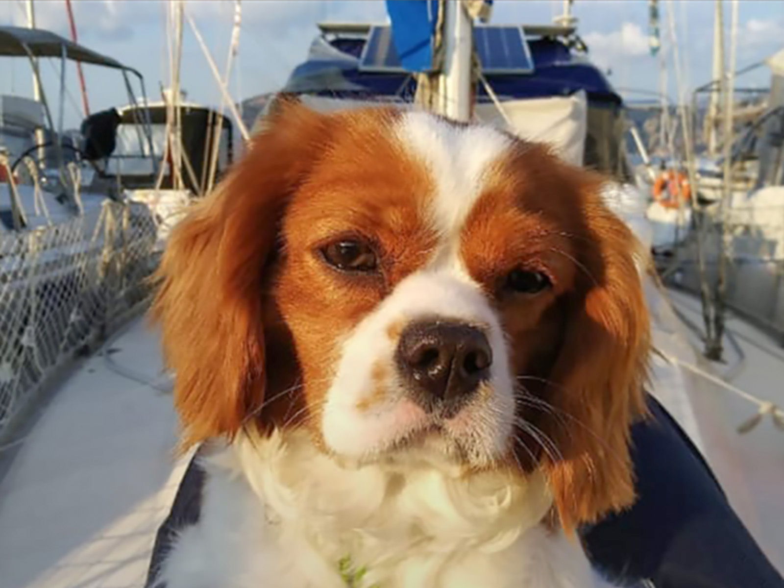 Oscar, our pawed friend that sails to the horizons