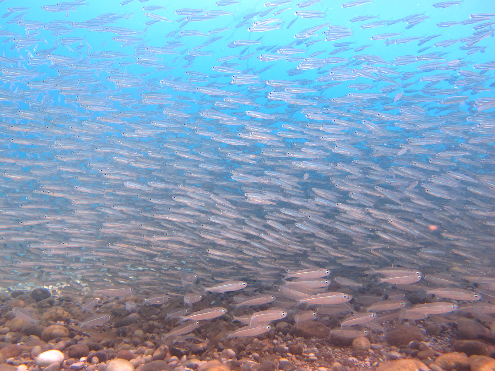 Prioritize the seas: Setur Antalya Marina's marine biodiversity report