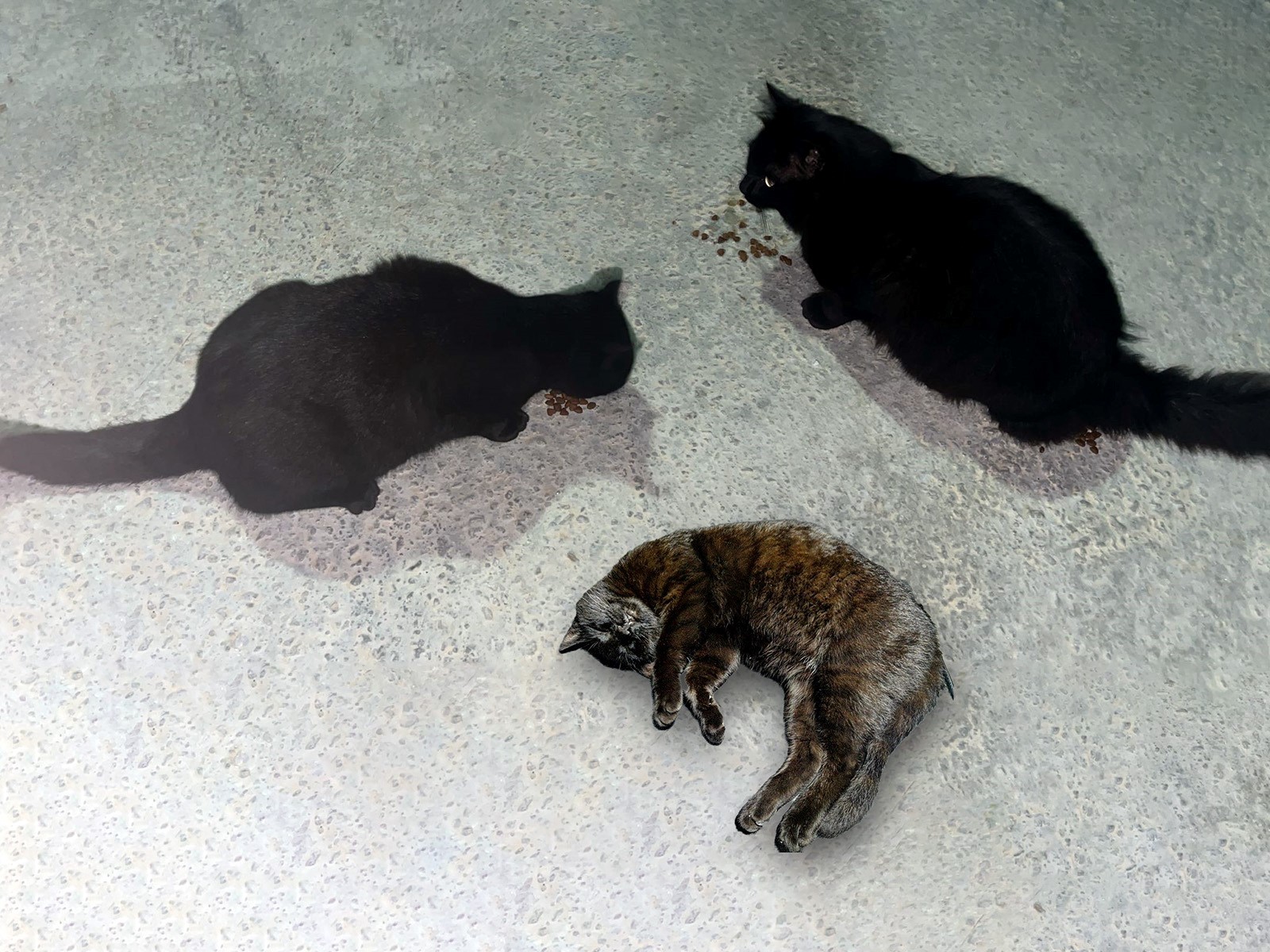 Cats in Kuşadası Marina are both sailors and siblings