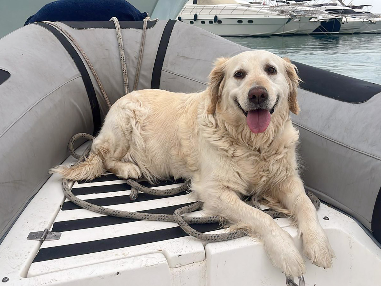 Our biggest assistant in Antalya Marina: Shila