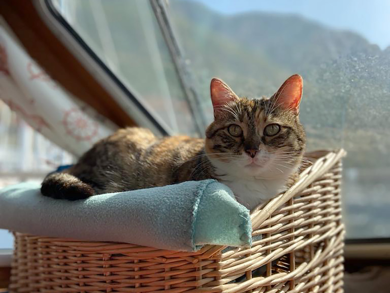 A naturally born sailor cat: Azot
