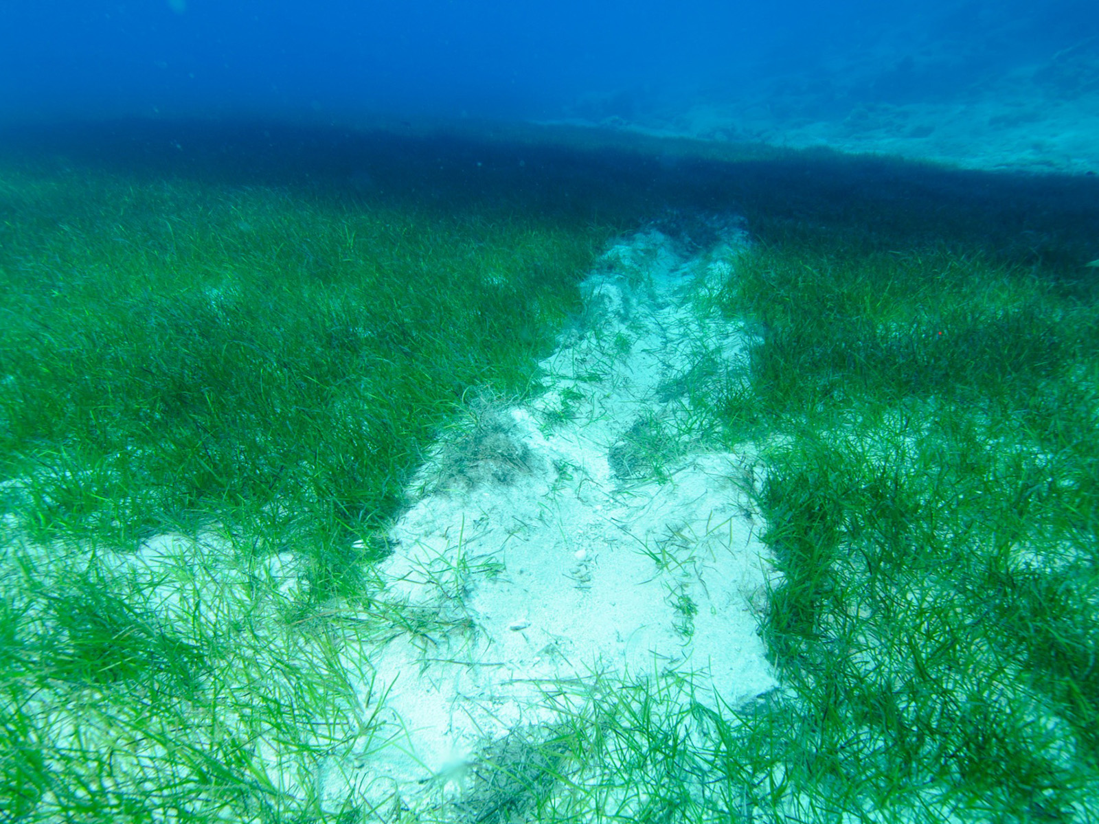 "Posidonia", an endemic species unique to the Mediterranean, are endangered!